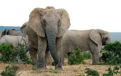 14_Elephant_Karel-Gallas_shutterstock_9775615_s.jpg