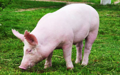 18_Pig__Dyoma_dreamstime_9789639_s.jpg