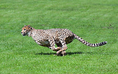 12_Cheetah_Maros-Baer_iStock_000026054183_s.jpg