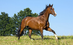 17_Horse_Lenkadan_shutterstock_58813771_s.jpg