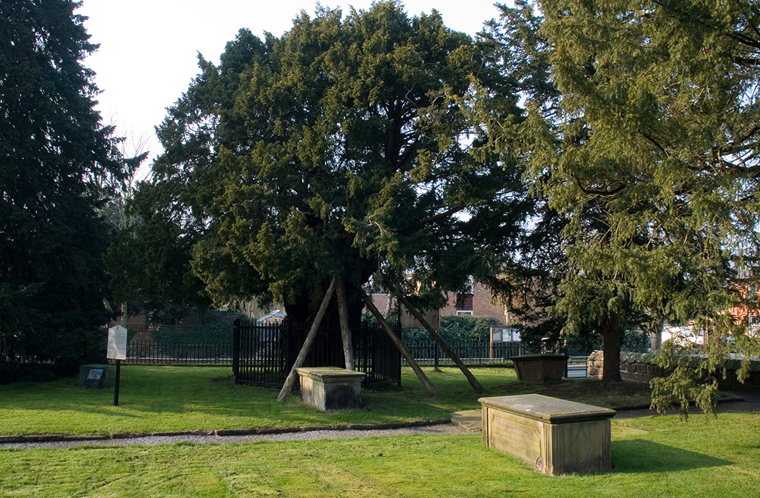 Photo of Overton yew trees