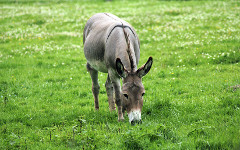 13_Donkey_Nicolette-Wollentin_shutterstock_254291554_s.jpg