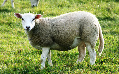 19_Sheep_Alla-Laurent_shutterstock_311078183_s.jpg